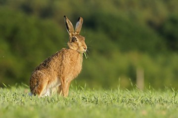 Brown hares could face extinction after mysterious deaths identified as myxomatosis